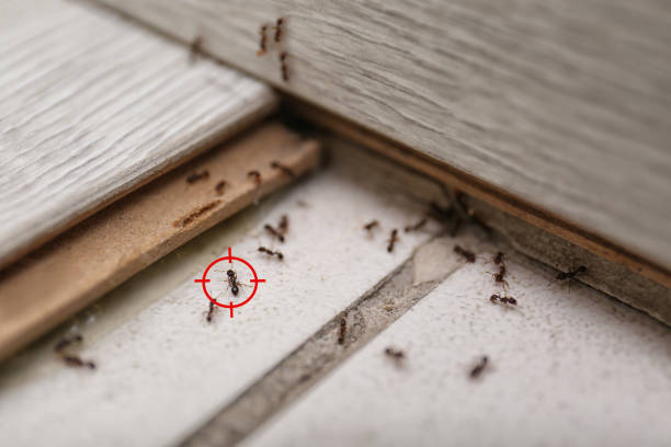 Best Spider Control Near Me  in Clover Creek, WA