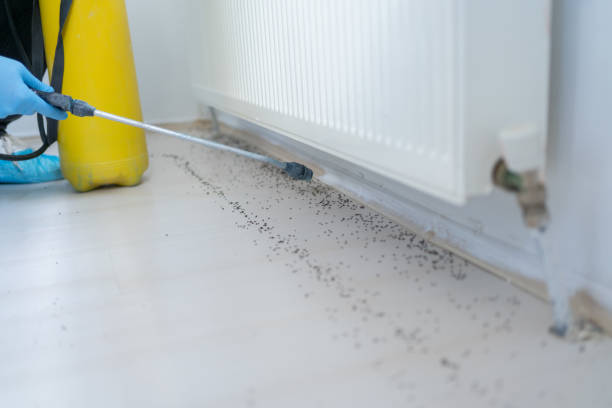 Best Residential Pest Control  in Clover Creek, WA